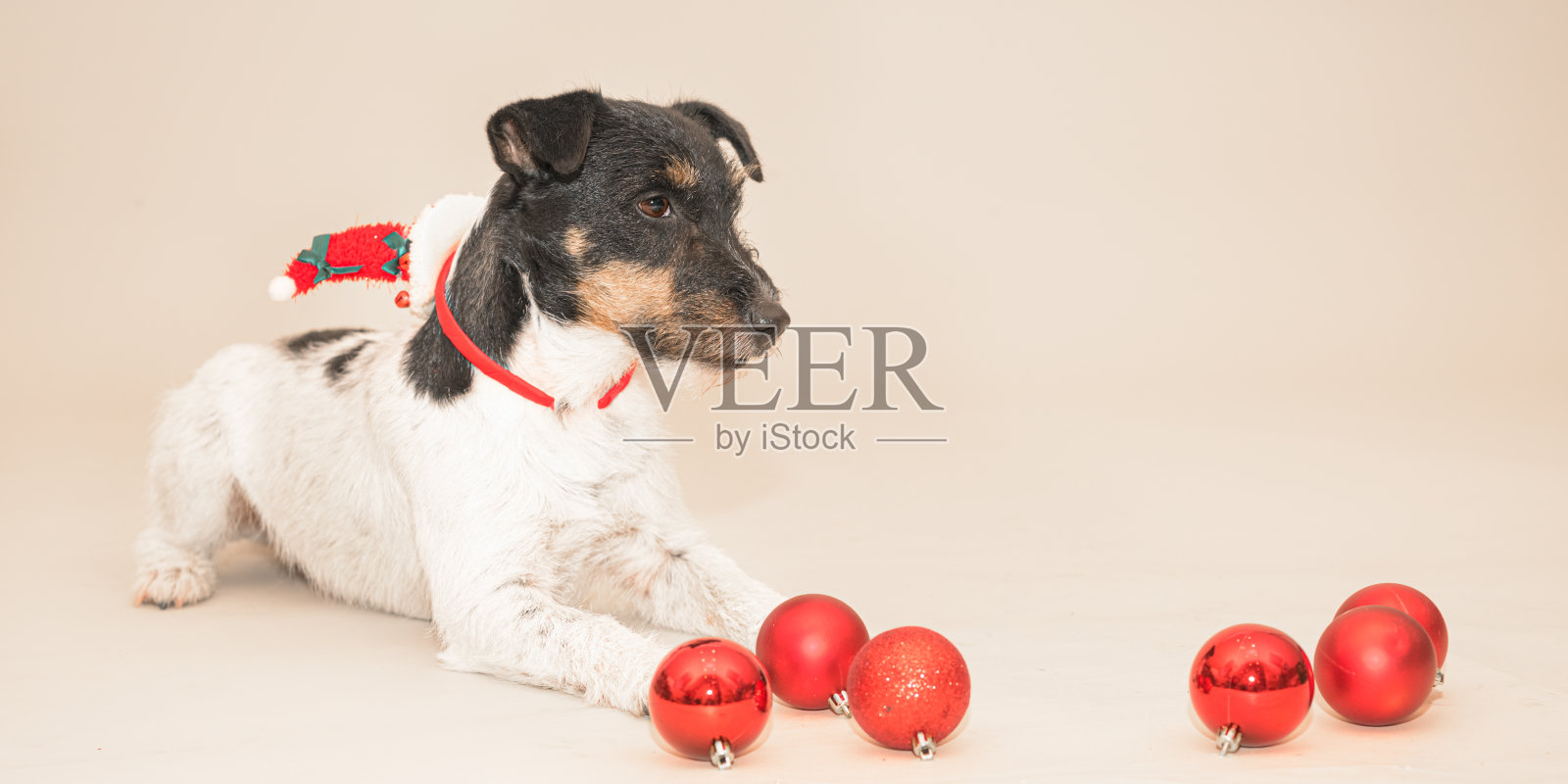 可爱的小杰克罗素梗圣诞狗照片摄影图片