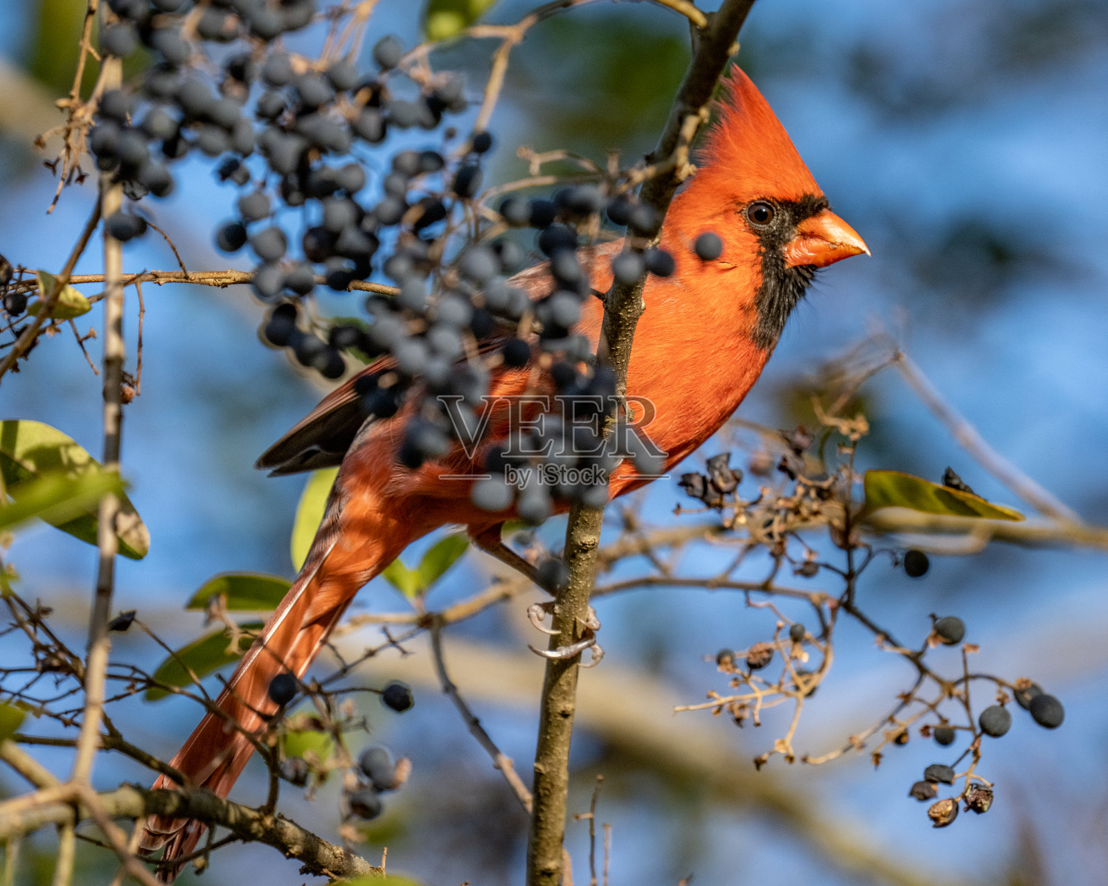 雄性大红雀照片摄影图片