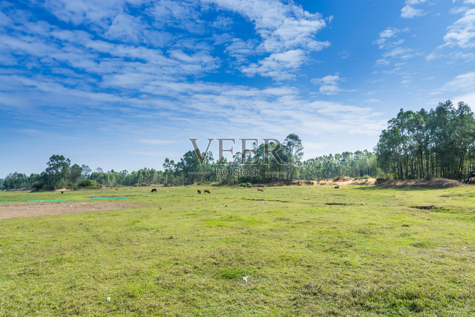 蓝色的天空映衬着中国黄牛吃草的绿色草地。照片摄影图片
