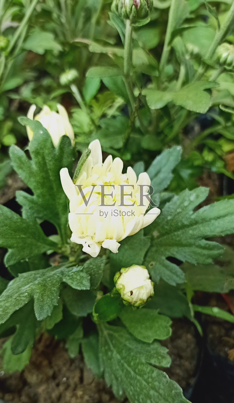 大河利亚美丽的花朵生长在冬季照片摄影图片