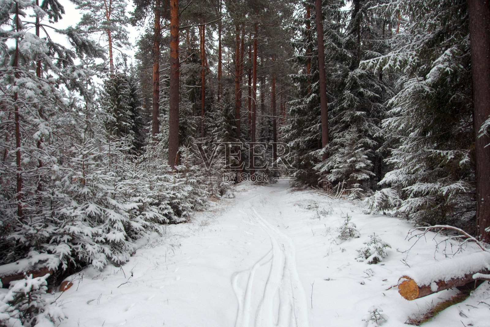 冬天的霜冻日,在美丽的雪林。照片摄影图片