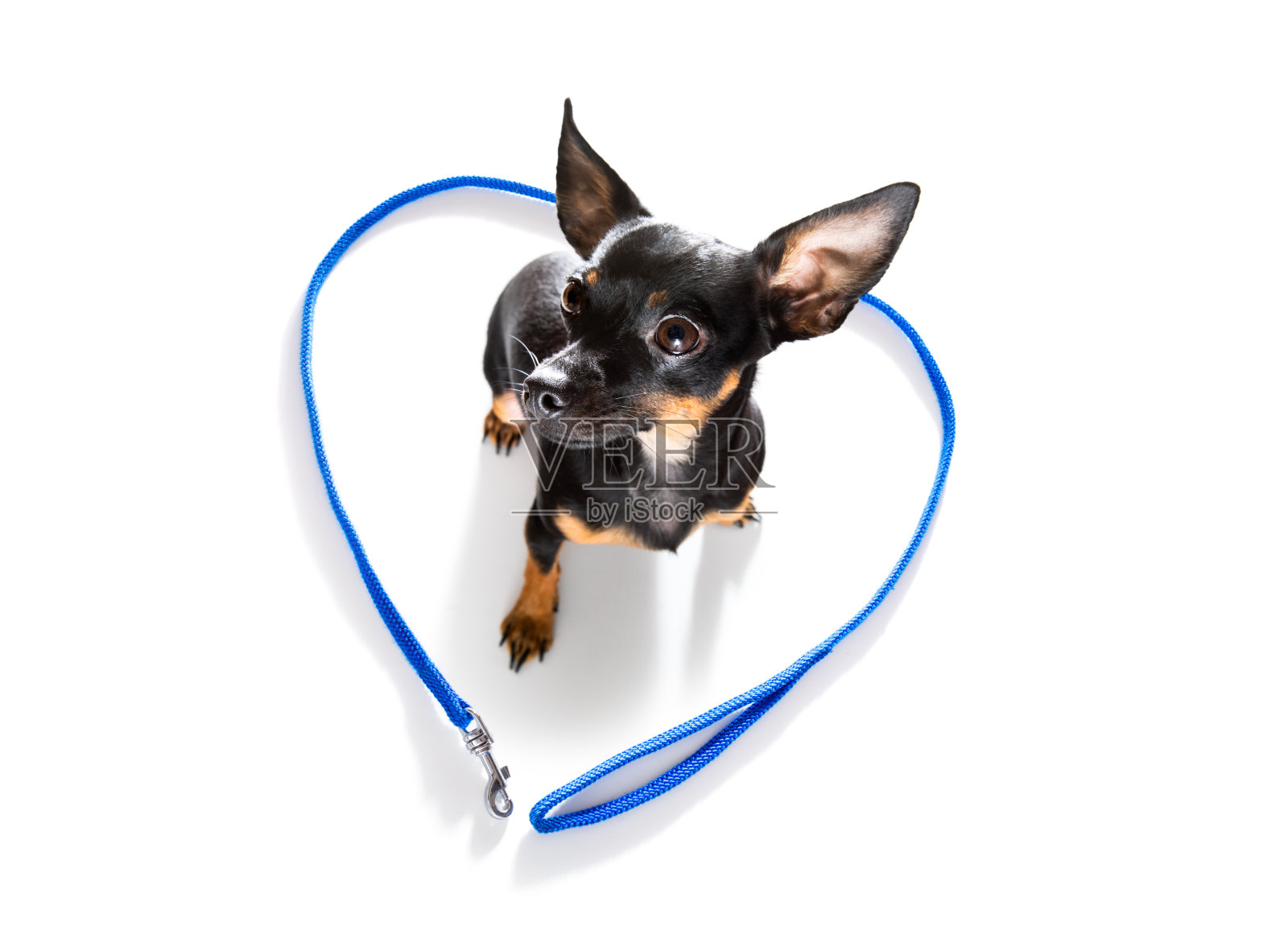 拴着皮带的狗等待主人散步照片摄影图片