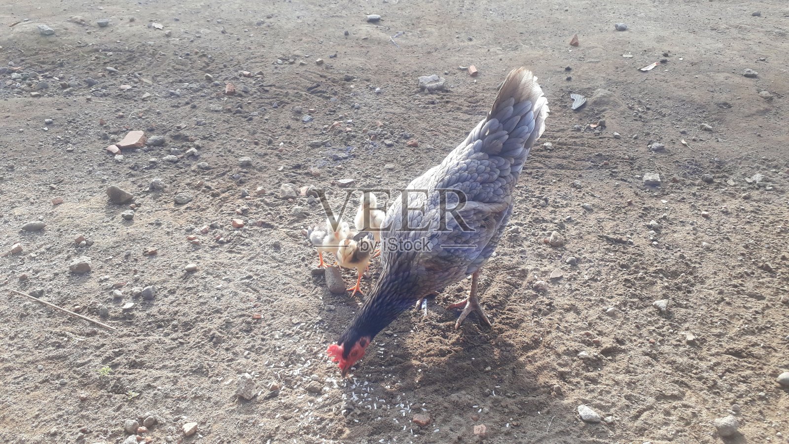 鸡早上吃米饭照片摄影图片