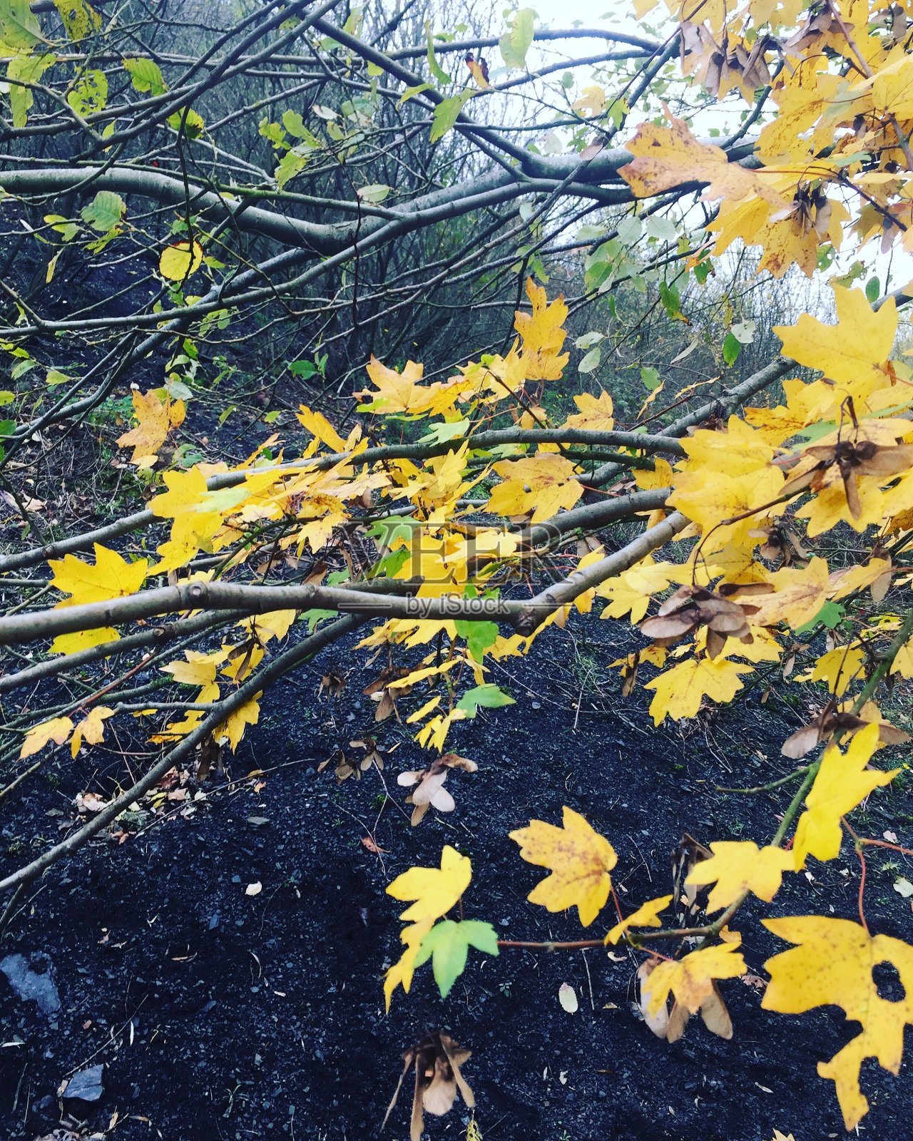 树叶照片摄影图片