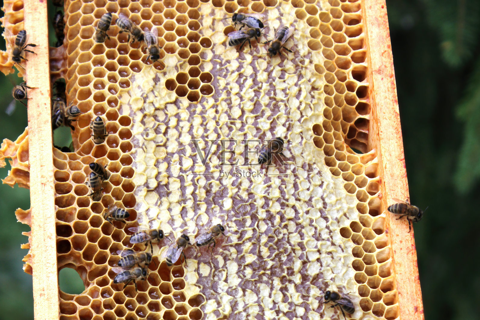 养蜂人检查蜂巢照片摄影图片