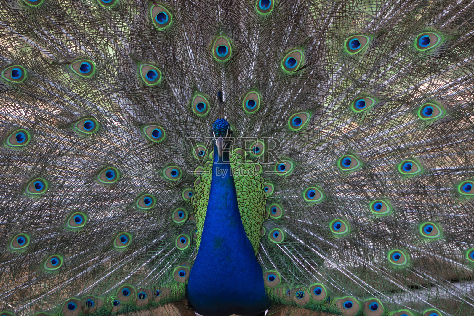 美丽的孔雀羽毛的肖像照片摄影图片