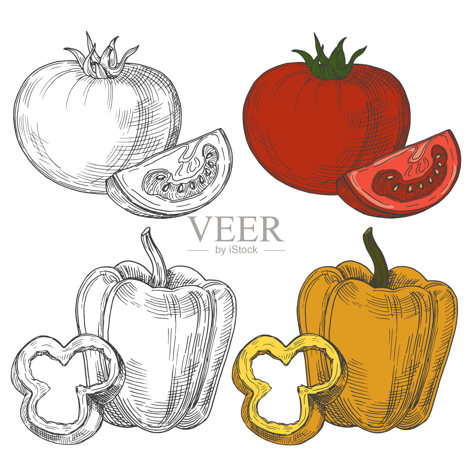 黑白和彩色素描西红柿和甜椒孤立在白色背景插画图片素材