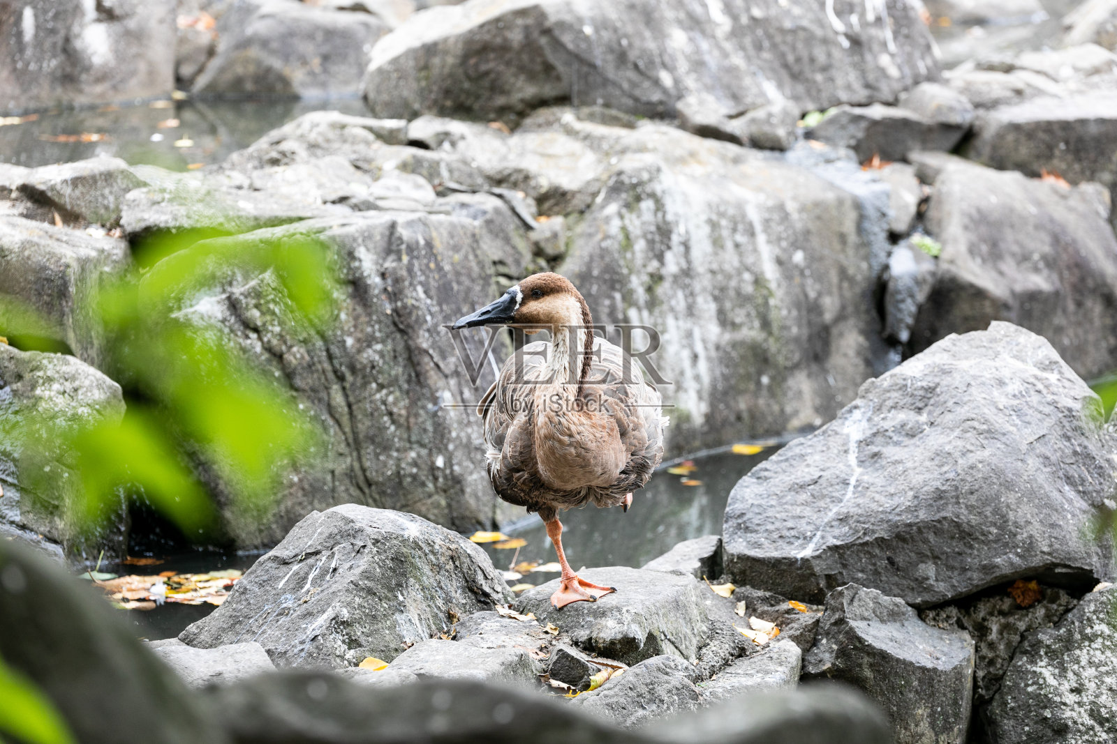 日本埼玉县霞部市公园池塘里的一只鸭子照片摄影图片