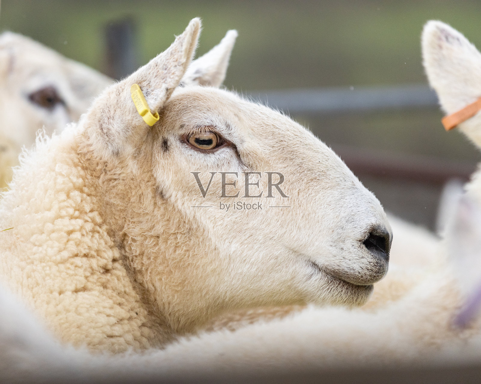 切维奥特同样头像照片摄影图片