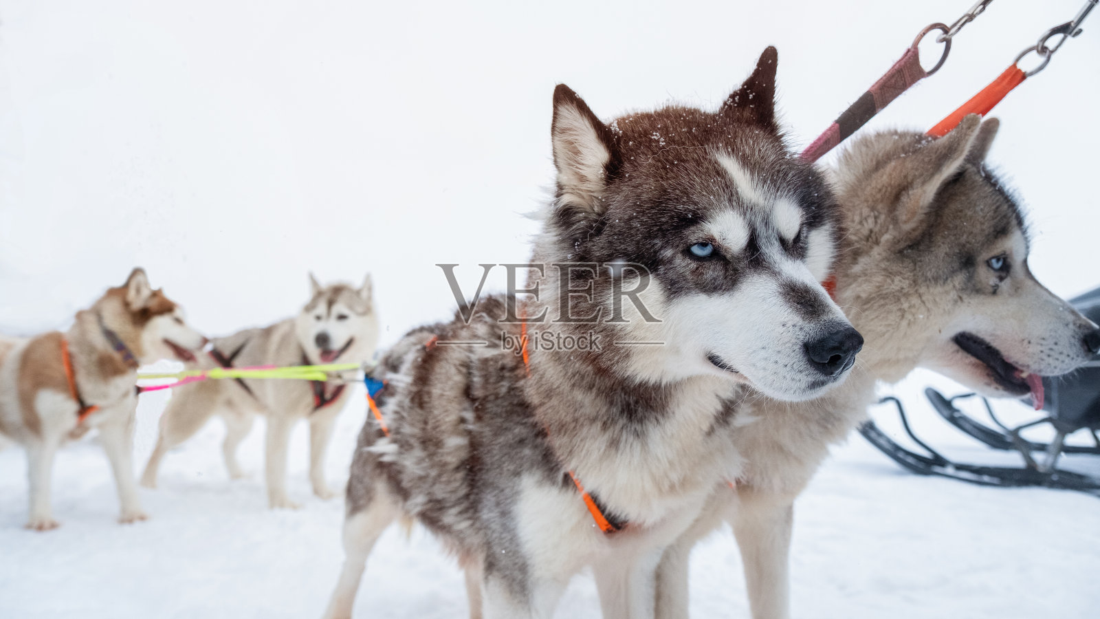 冬天下雪的西伯利亚哈士奇照片摄影图片