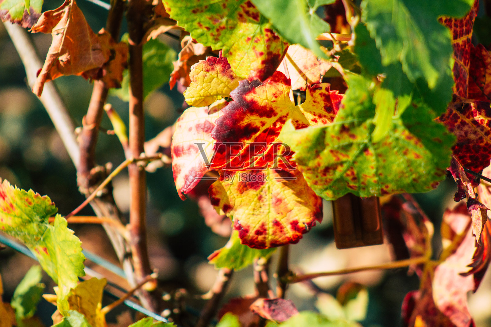 法国的颜色照片摄影图片