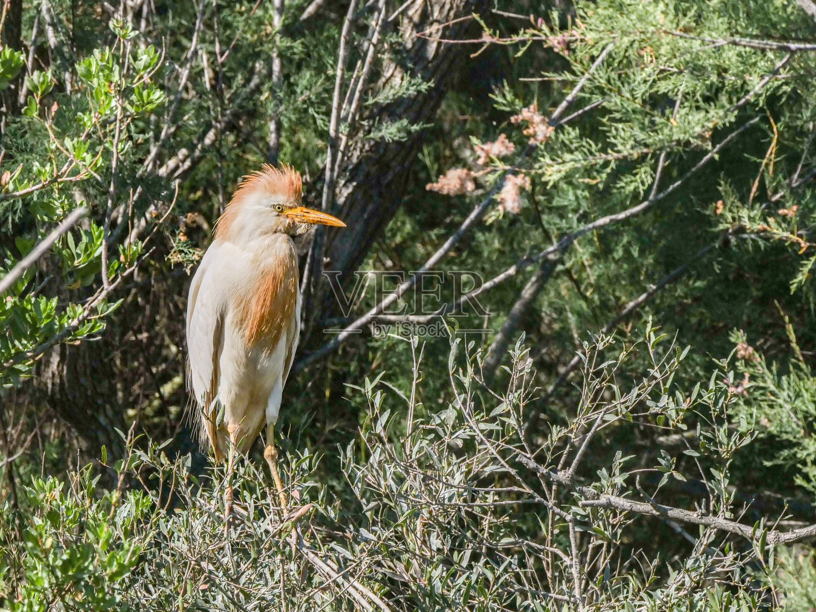 卡玛格一直鸟照片摄影图片