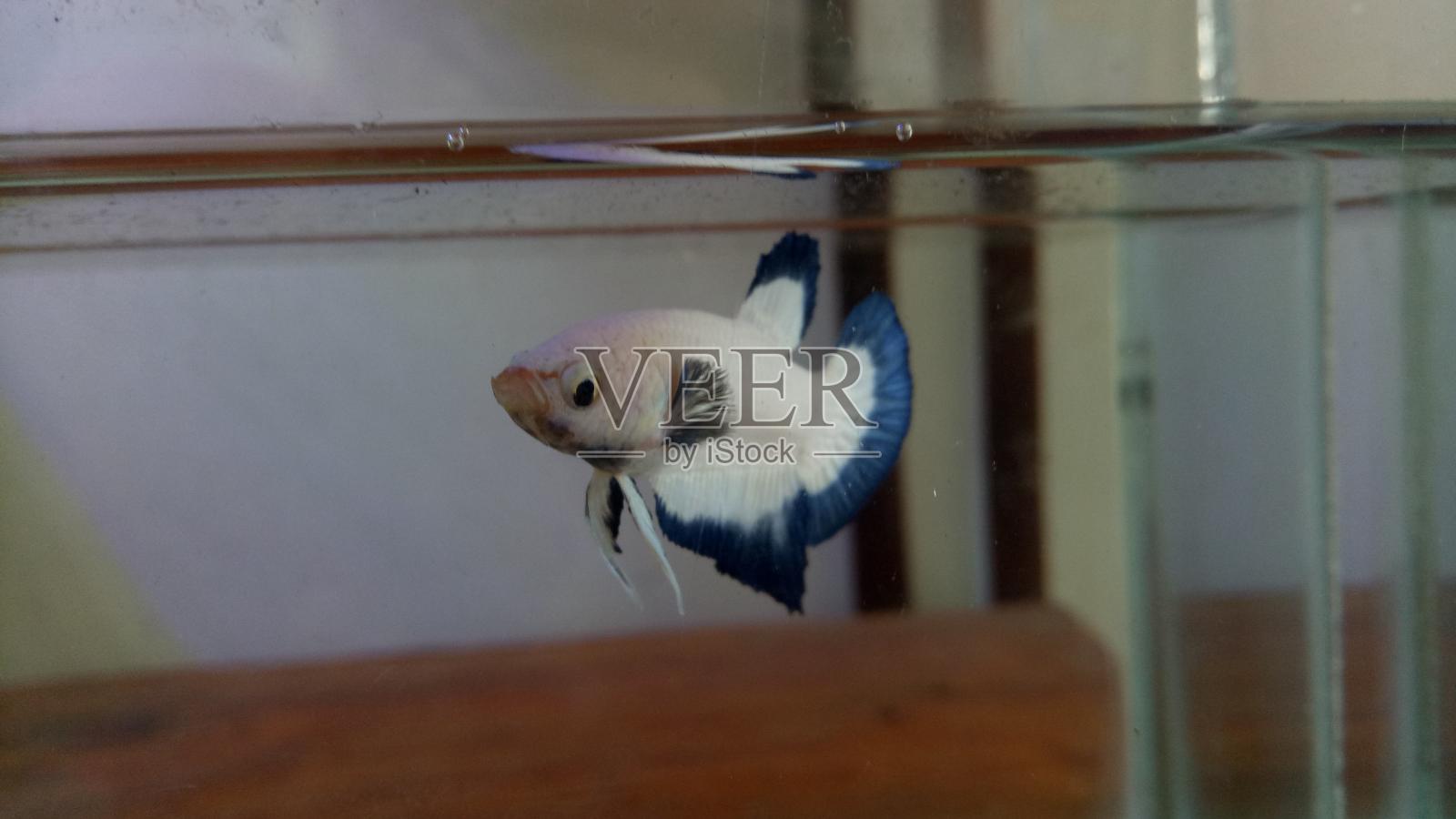 Betta白色白金HMPK半月海报女性或海报战斗鱼Splendens在水族馆背景。照片摄影图片
