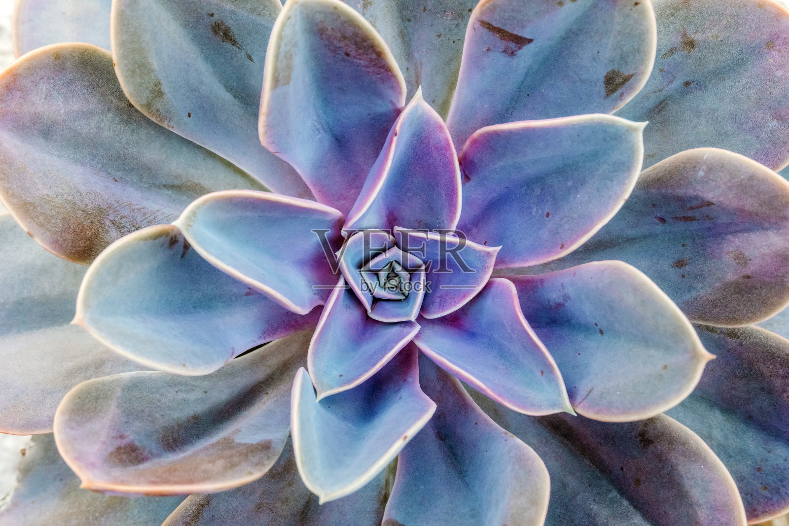 肉质植物格局背景。装饰仙人掌和家花放在桌子上。照片摄影图片