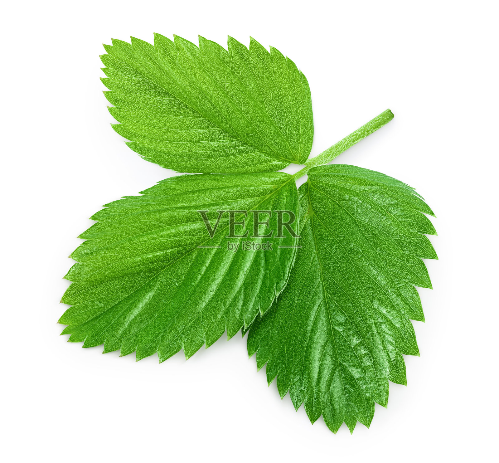 草莓叶子孤立在白色背景与修剪路径和全景深的领域照片摄影图片
