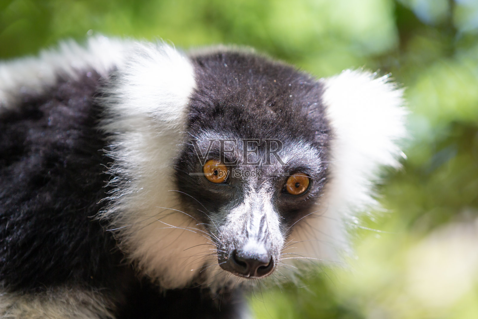 一只黑白相间的狐猴看起来很好奇照片摄影图片