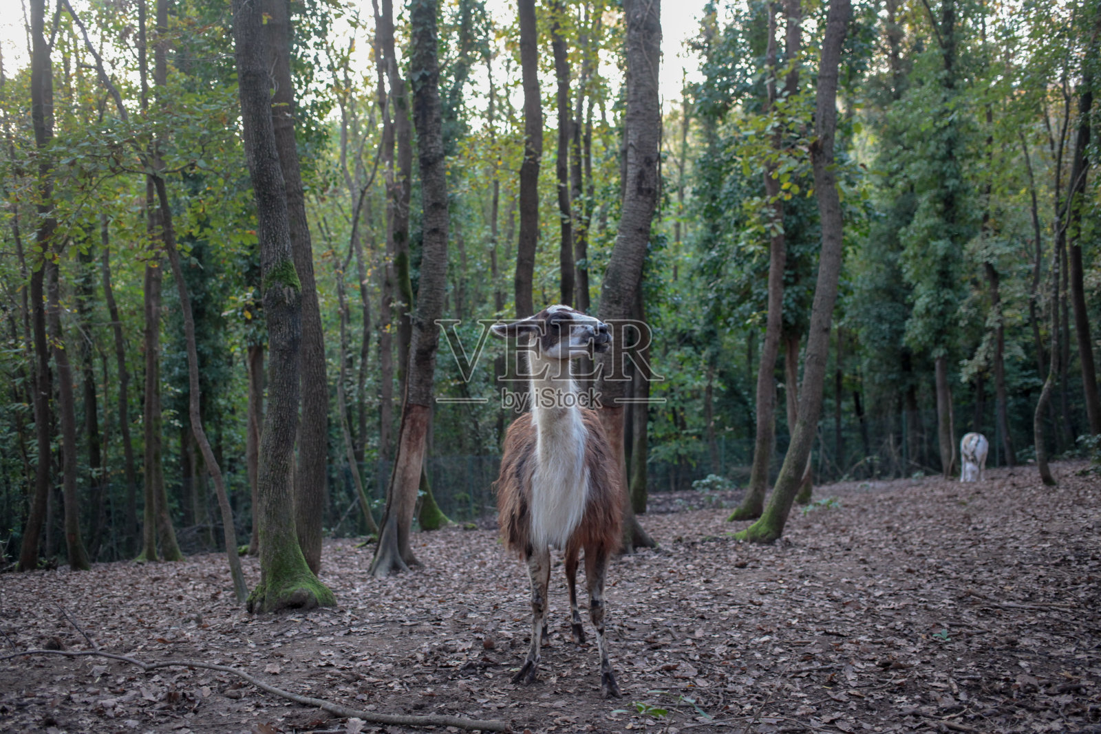 美洲驼照片摄影图片