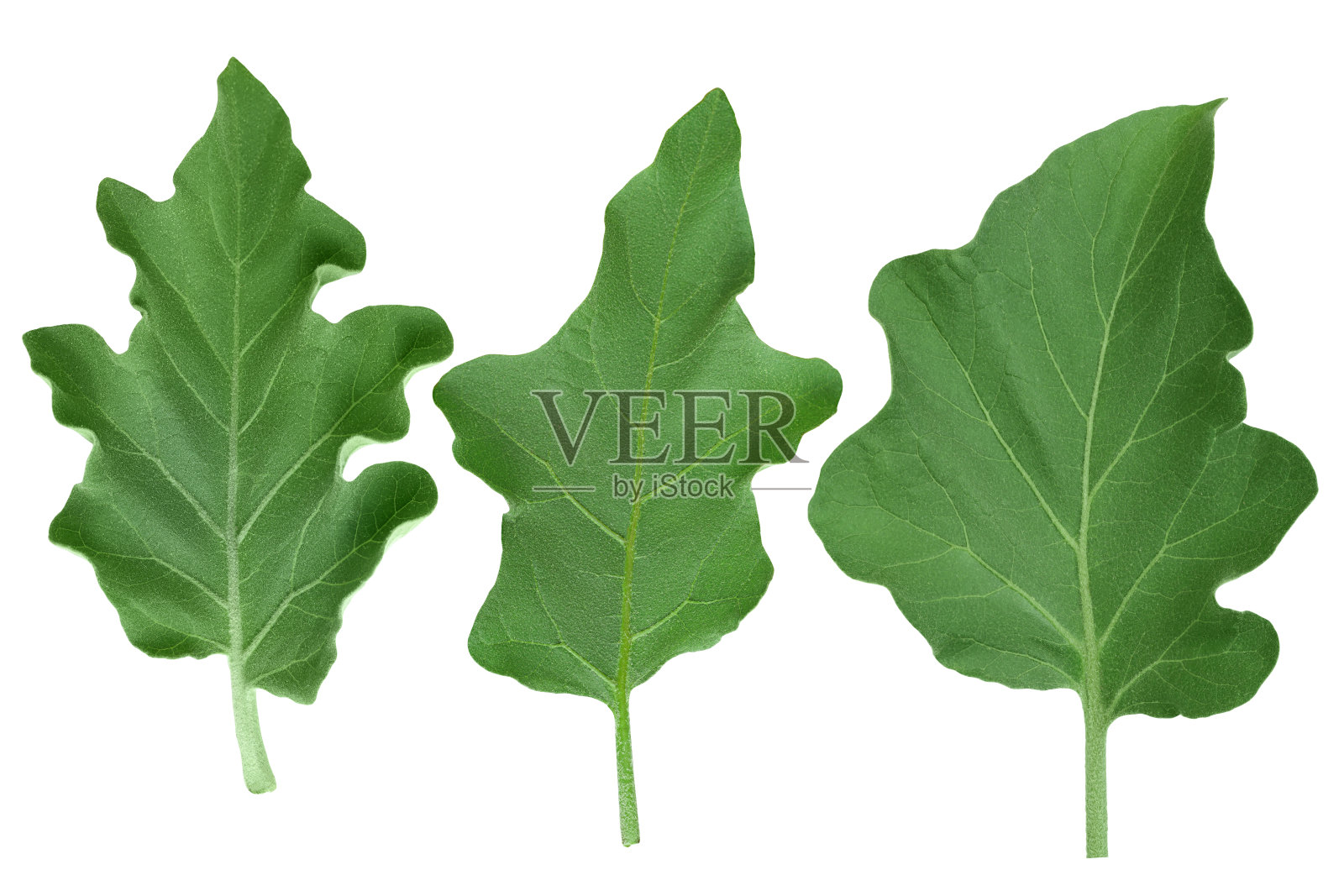 茄子叶孤立在白色背景与修剪路径和全景深的领域。前视图。平躺照片摄影图片