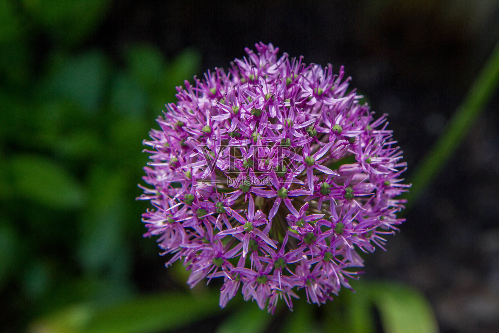 巨型洋葱(Allium Giganteum)照片摄影图片
