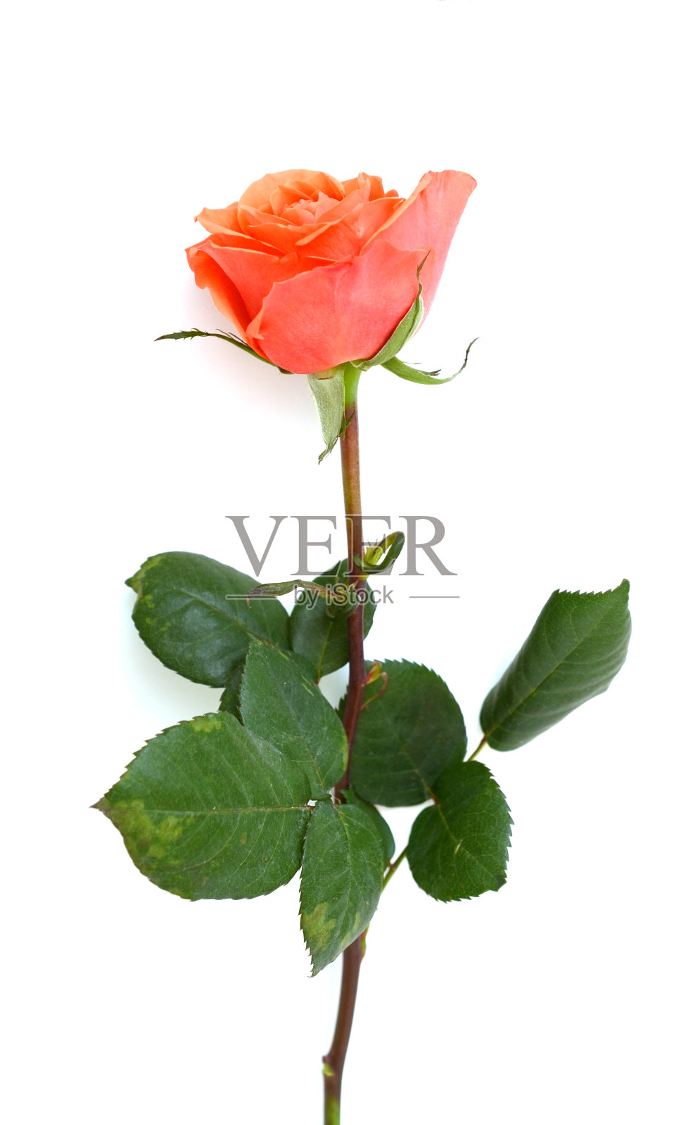 一朵白玫瑰枝作为礼物照片摄影图片