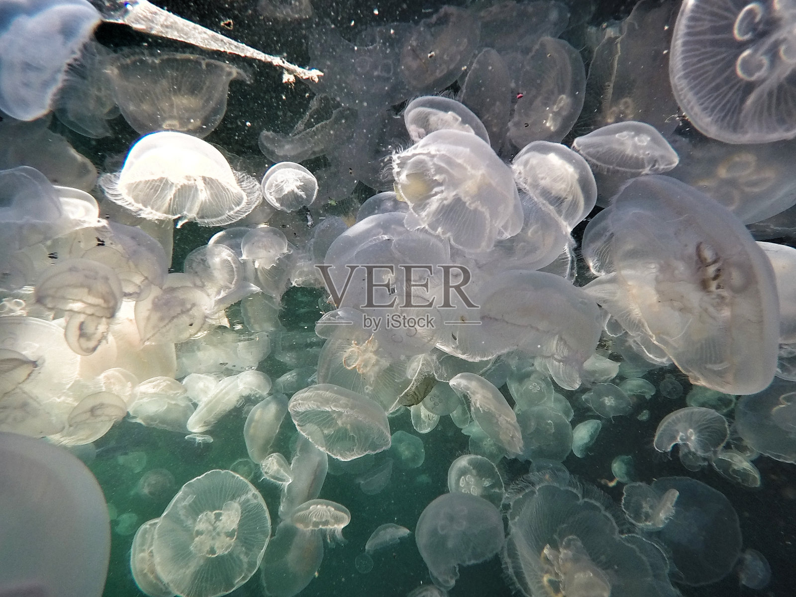 水母水下美景照片摄影图片