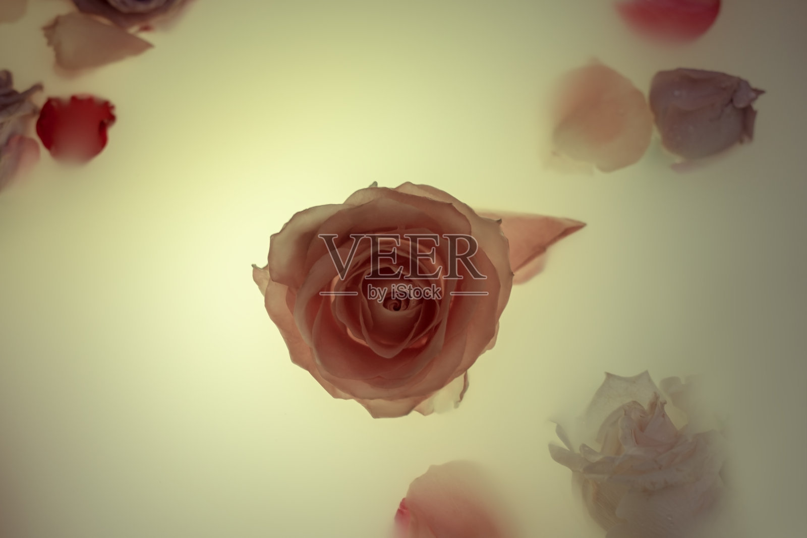 抽象背景,柔和色彩照片。水中玫瑰,神秘概念。海报、壁纸、封面、明信片。博客设计、社交网络、广告配图。俯视,留白照片摄影图片