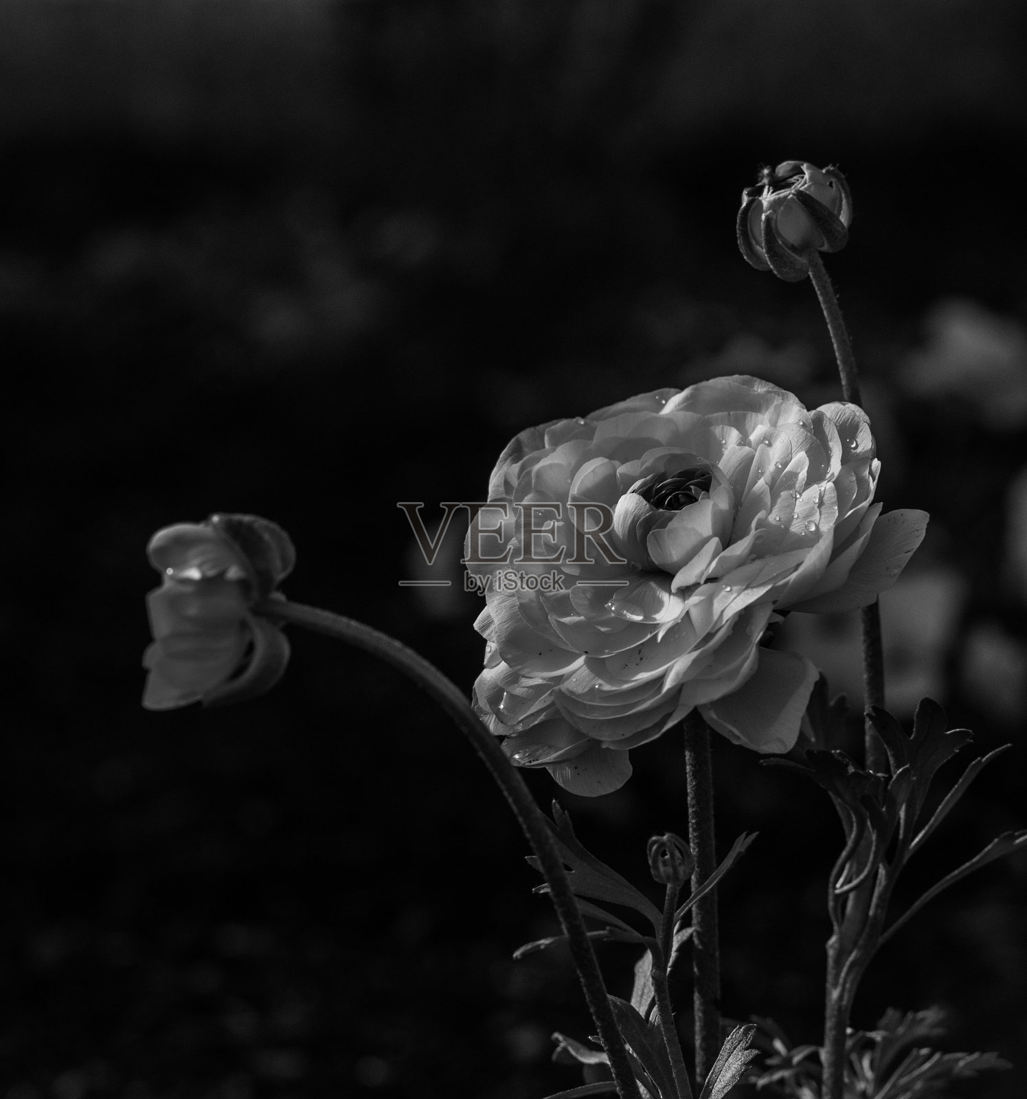 牡丹住宿加早餐照片摄影图片