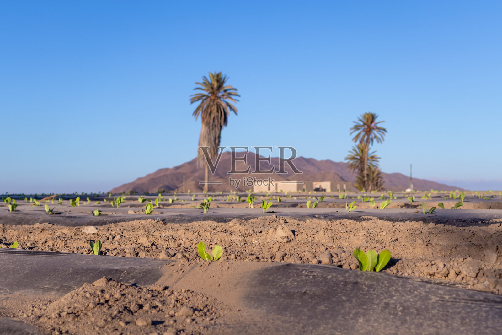 在农村种植生菜,田间种植小型蔬菜幼苗,有自动浇水系统。当地的本土产品。Almería欧洲花园,安达卢西亚,西班牙照片摄影图片