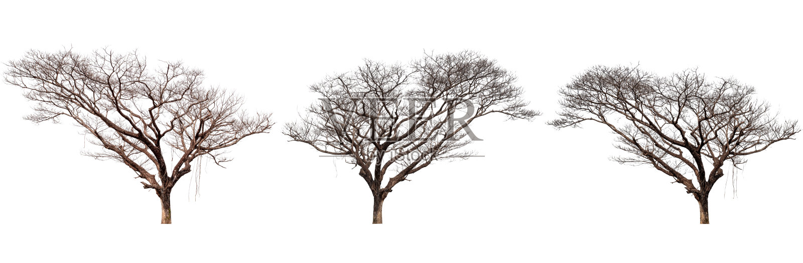 死树集,树孤立在一个白色的背景,收集绿色的树,设计艺术品照片摄影图片