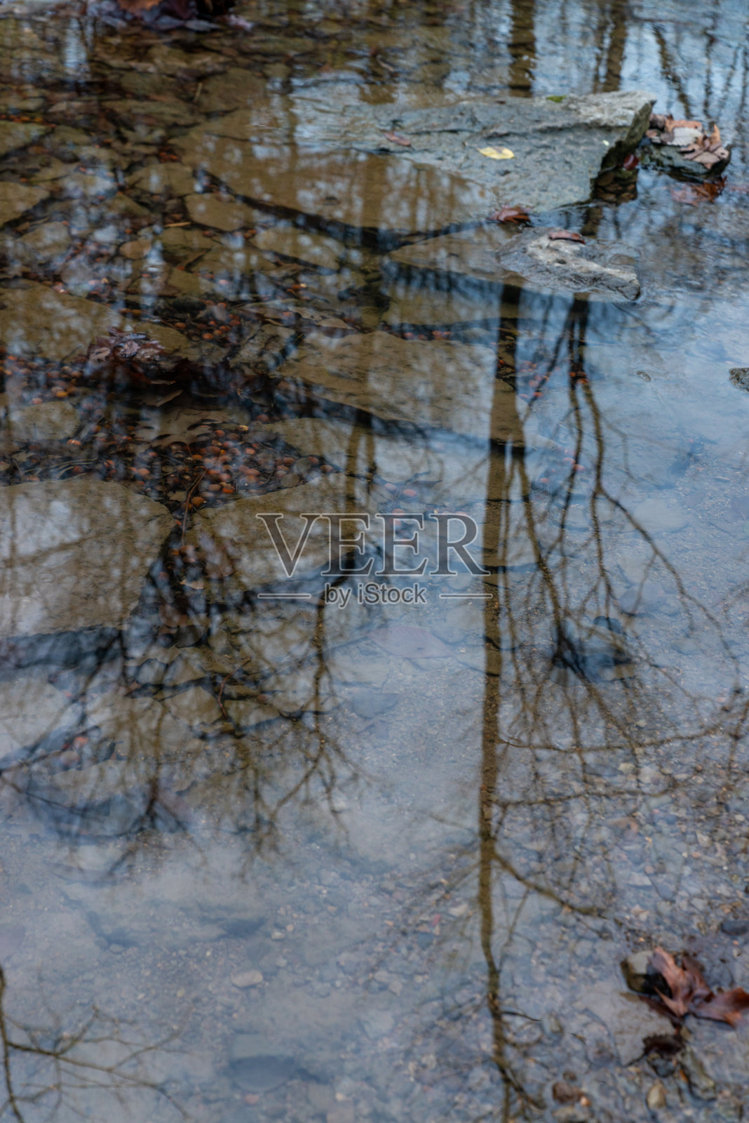 树木倒映在平静的水面上照片摄影图片