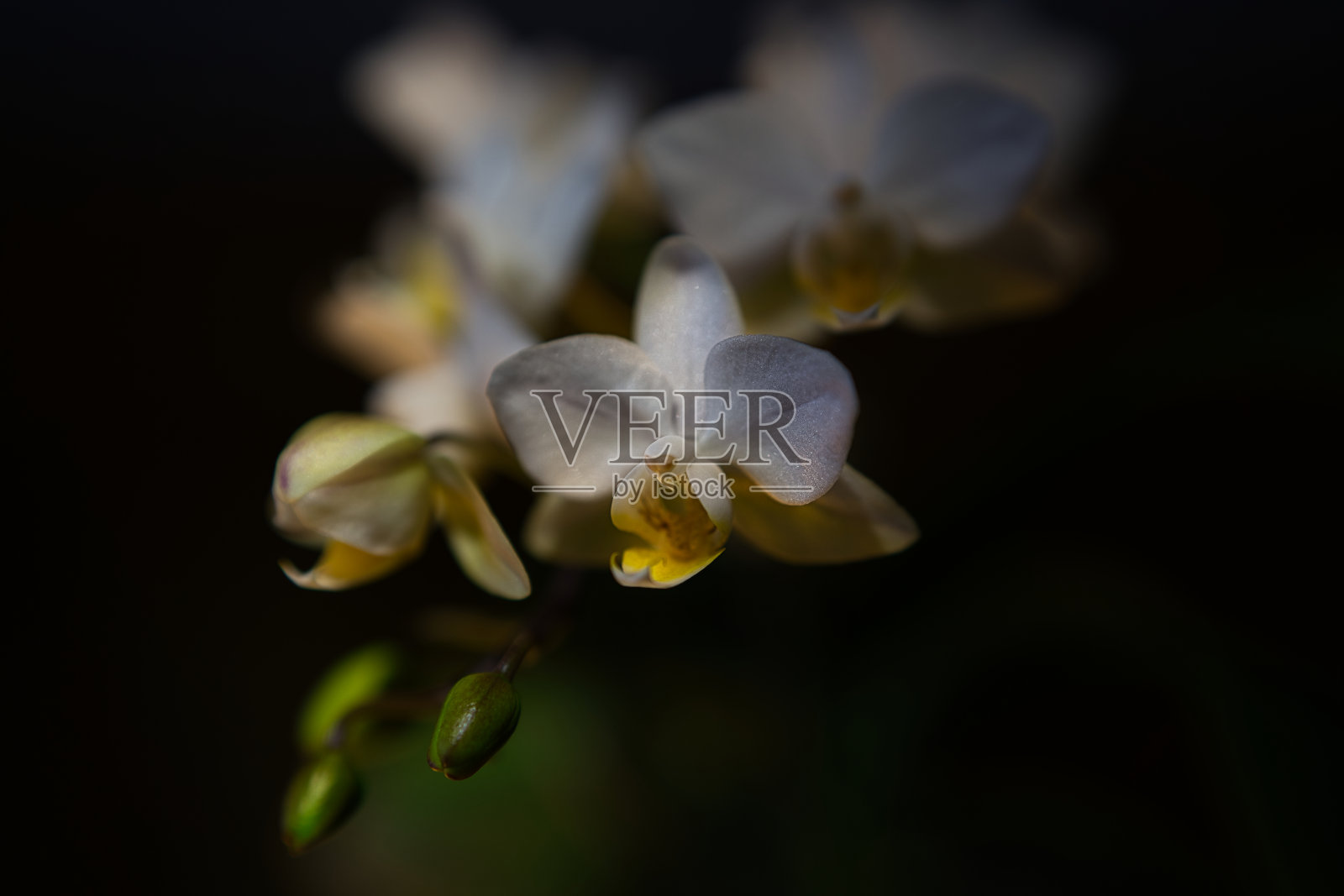 兰花的花照片摄影图片