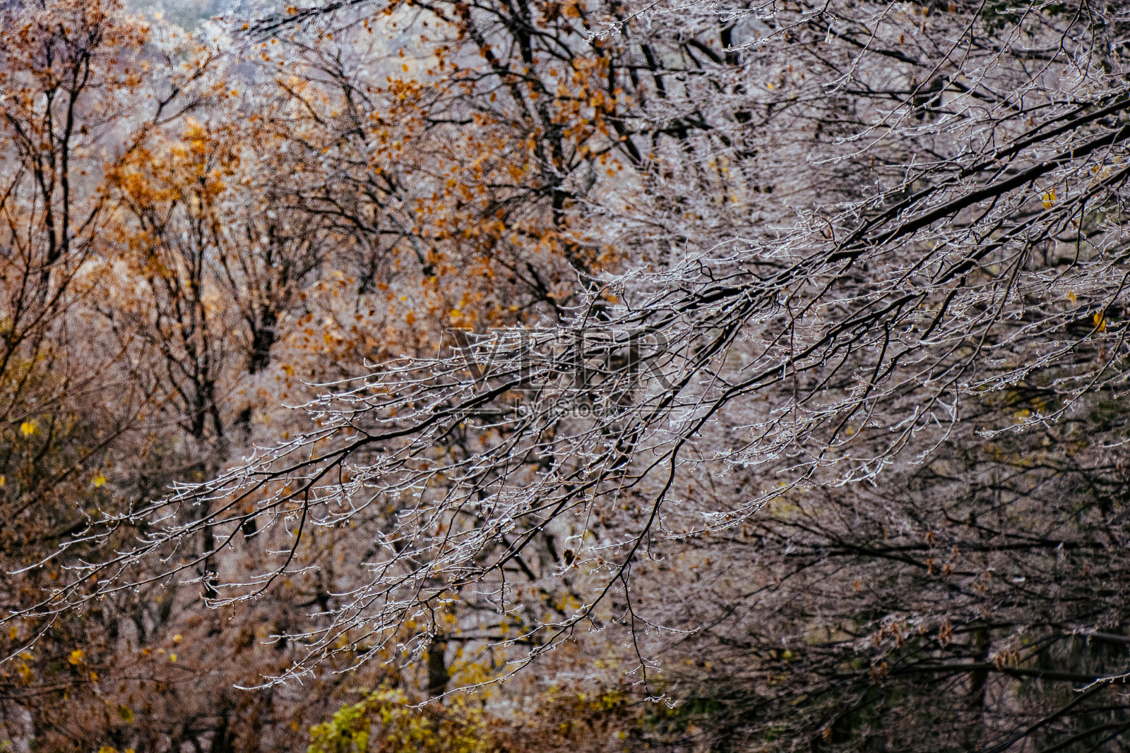 树枝上覆盖着霜冻照片摄影图片