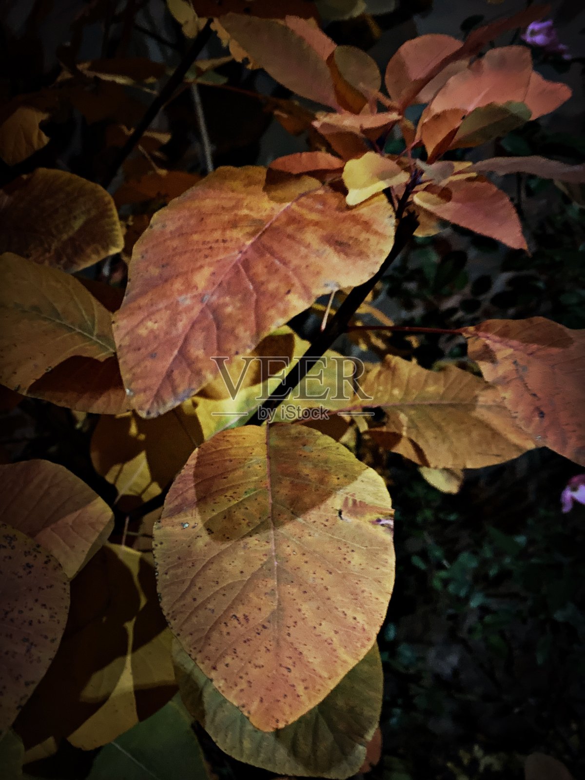 秋叶之夜照片摄影图片