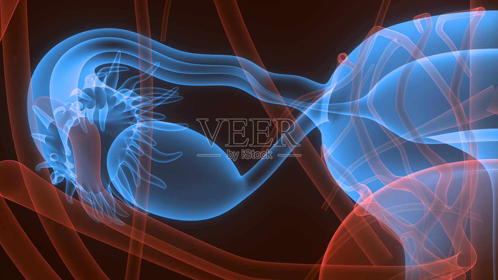 女性生殖系统与神经系统及膀胱解剖学照片摄影图片