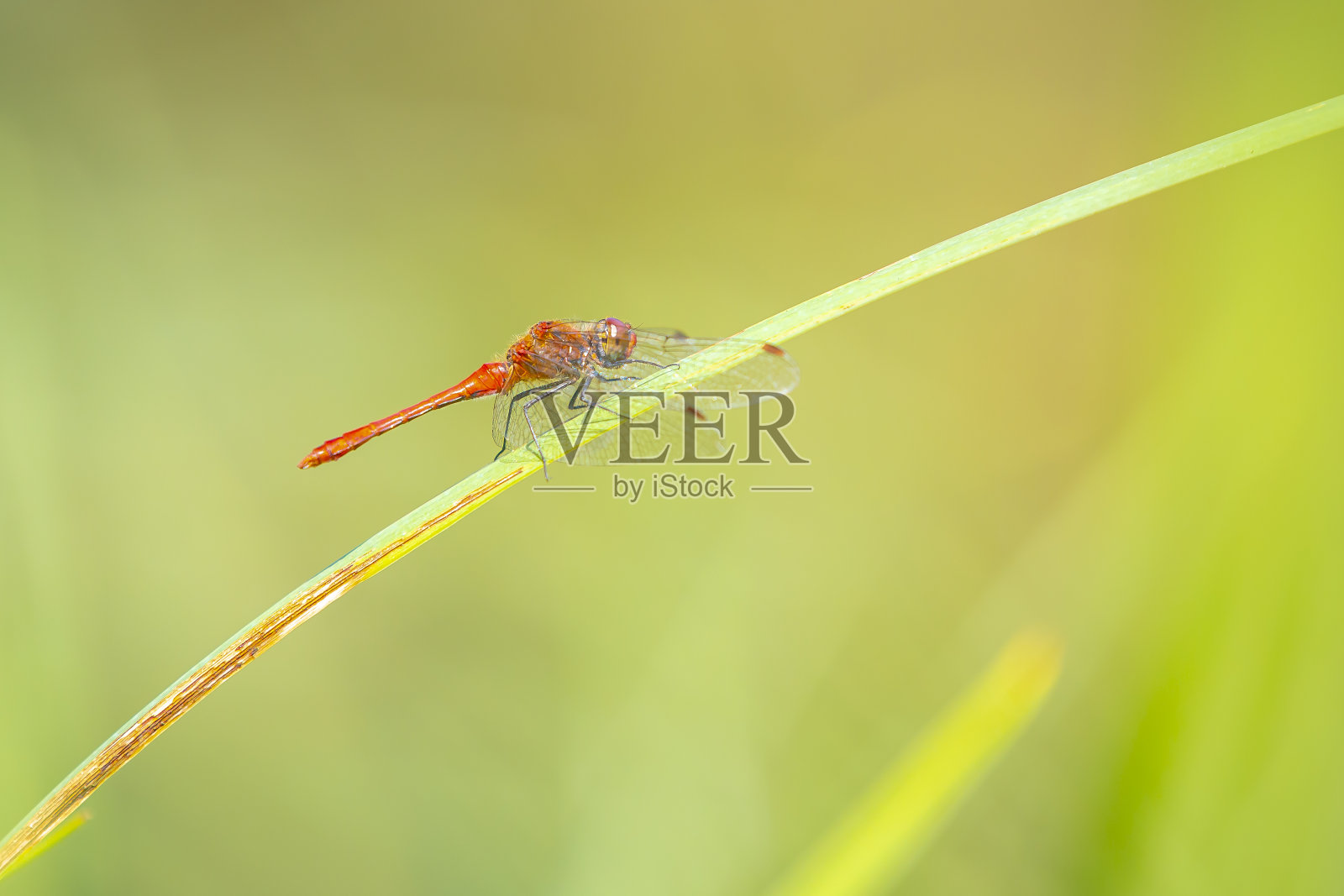 一个红色的飞镖的特写在阳光下休息在一个草地照片摄影图片