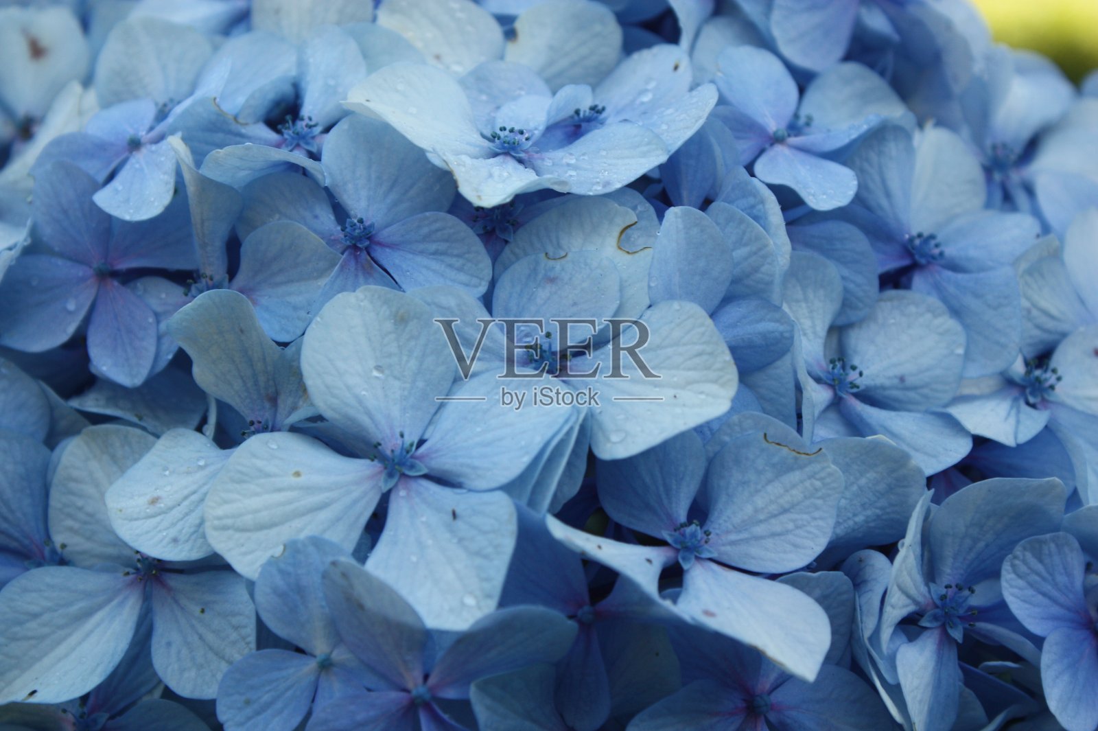 绣球花的特写镜头照片摄影图片