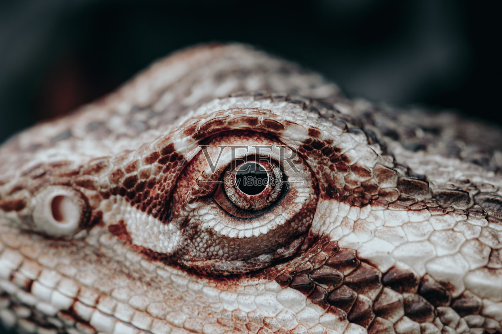 一张蜥蜴眼睛的微距照片。照片摄影图片