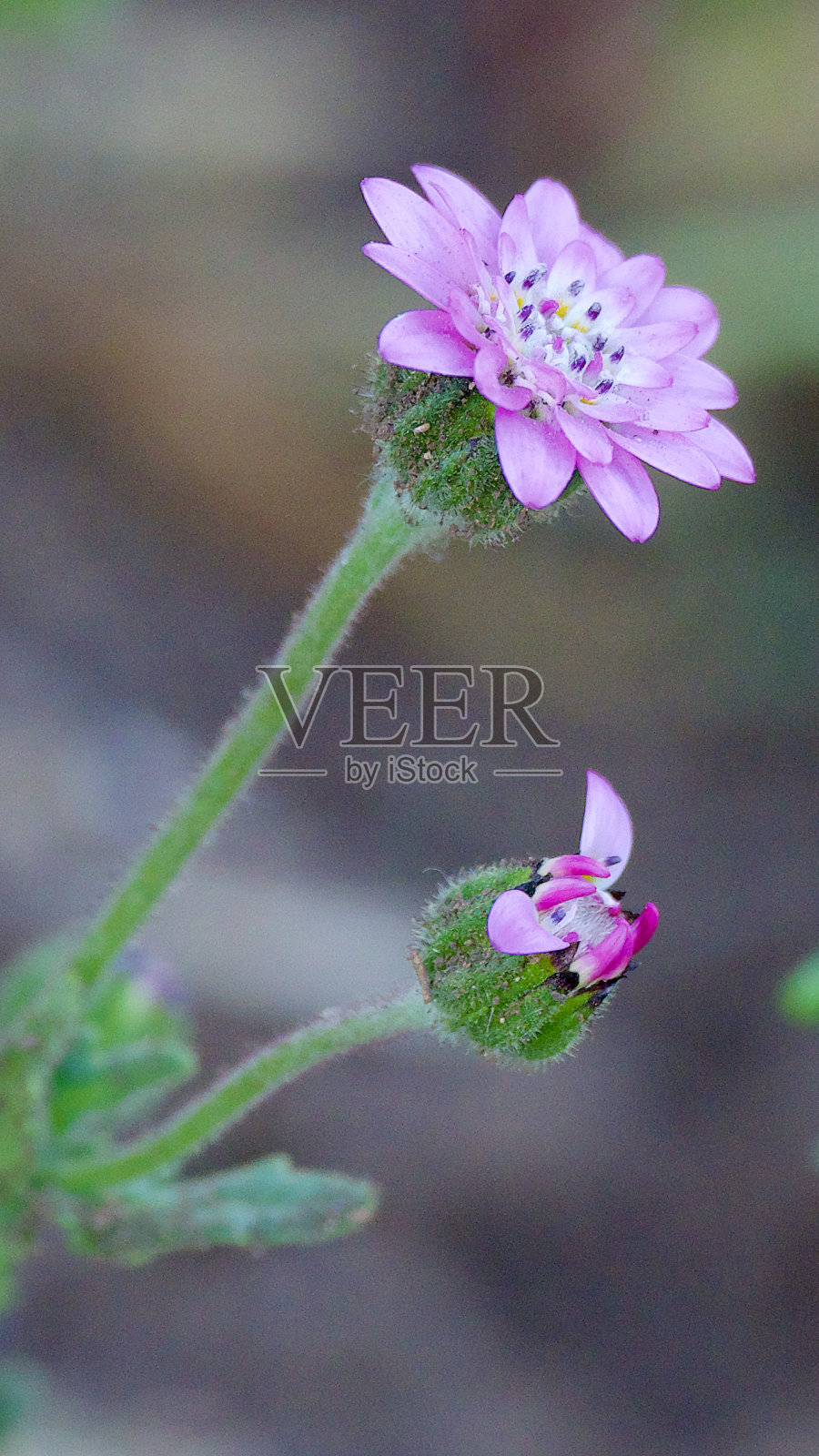 智利中部腺白桦的两种花照片摄影图片