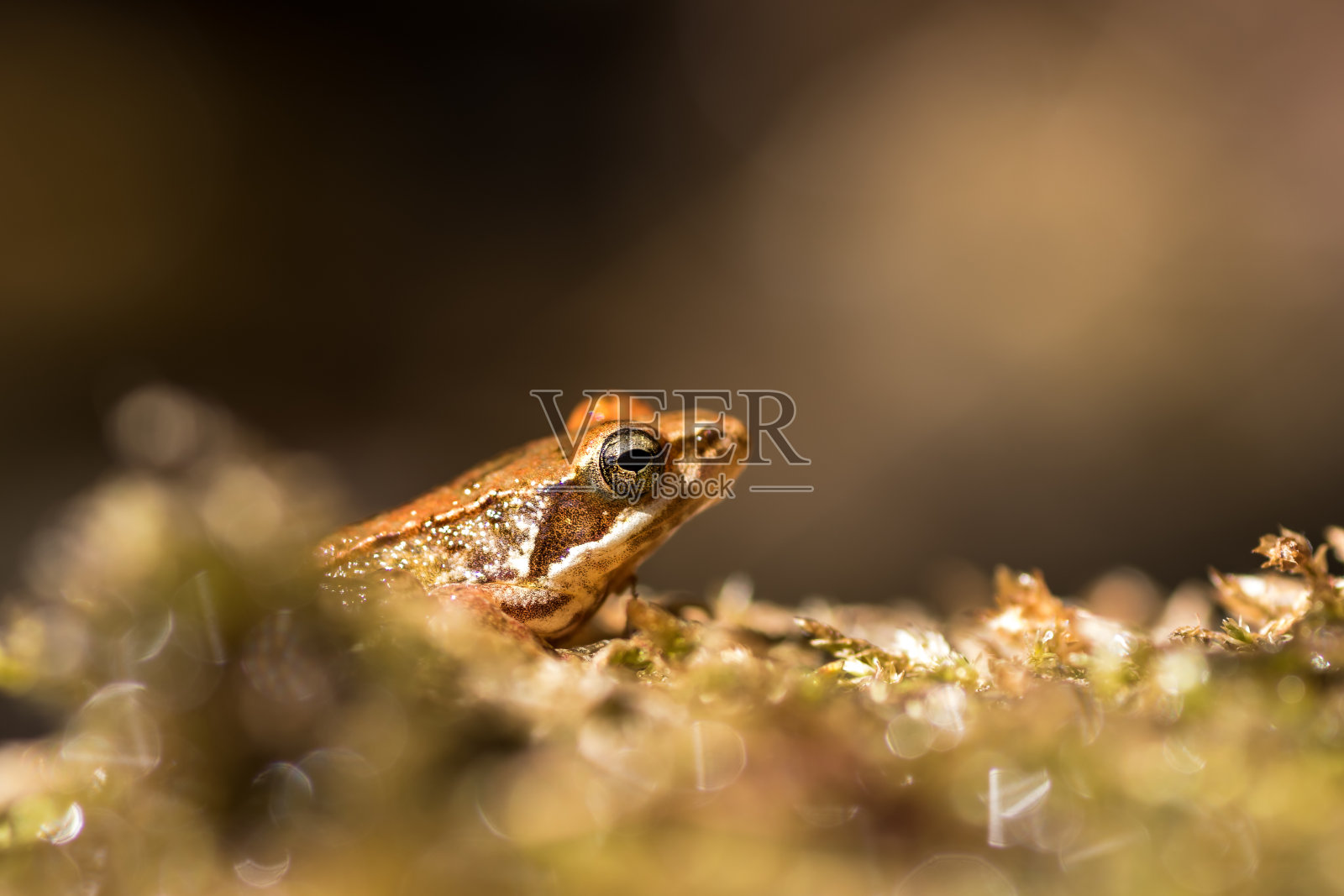 伊比利亚的青蛙照片摄影图片