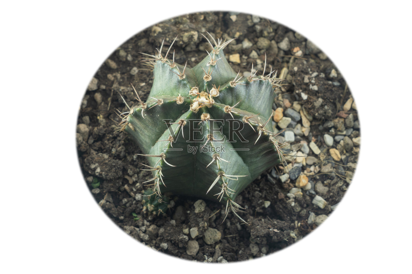 顶视图仙人掌孤立在白色背景上孤立在白色背景上复制空间和剪切路径。照片摄影图片