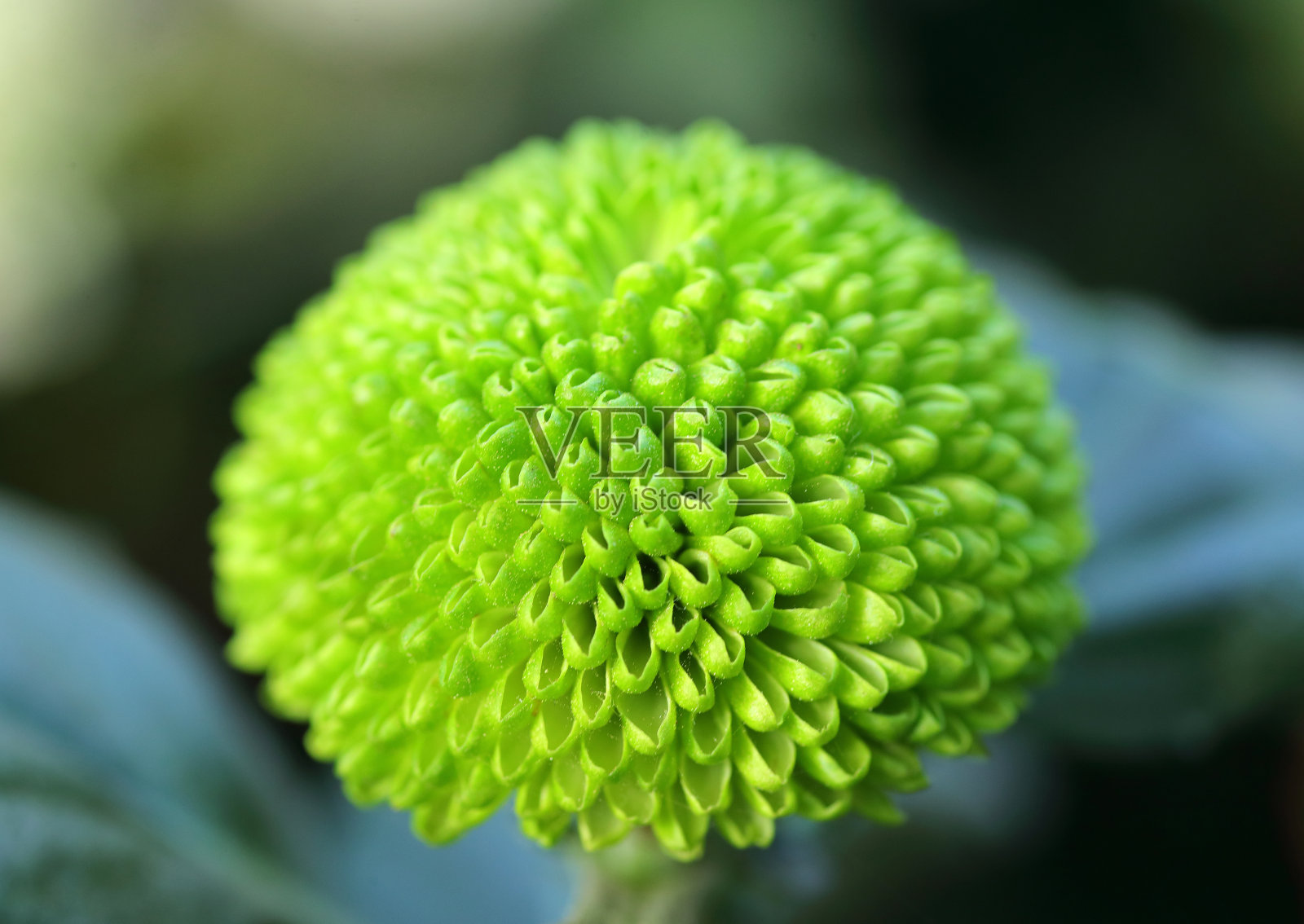 粉红色小雏菊和白色小雏菊的照片,美丽的五颜六色的小花照片摄影图片