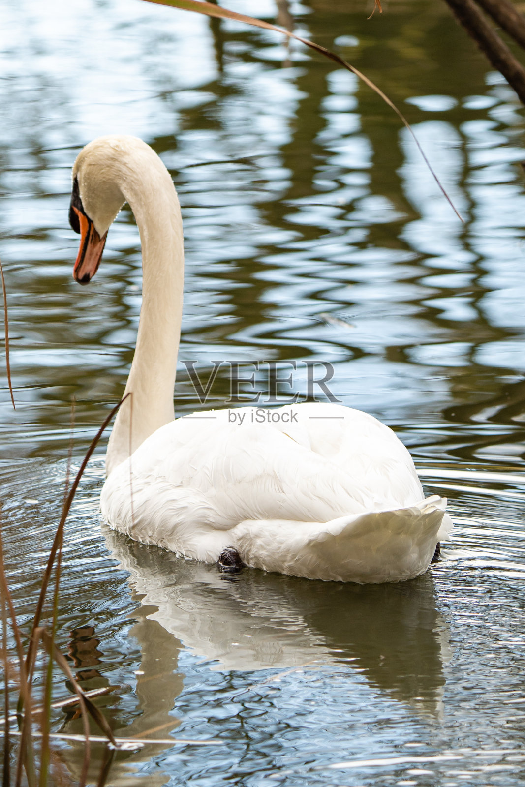 天鹅照片摄影图片
