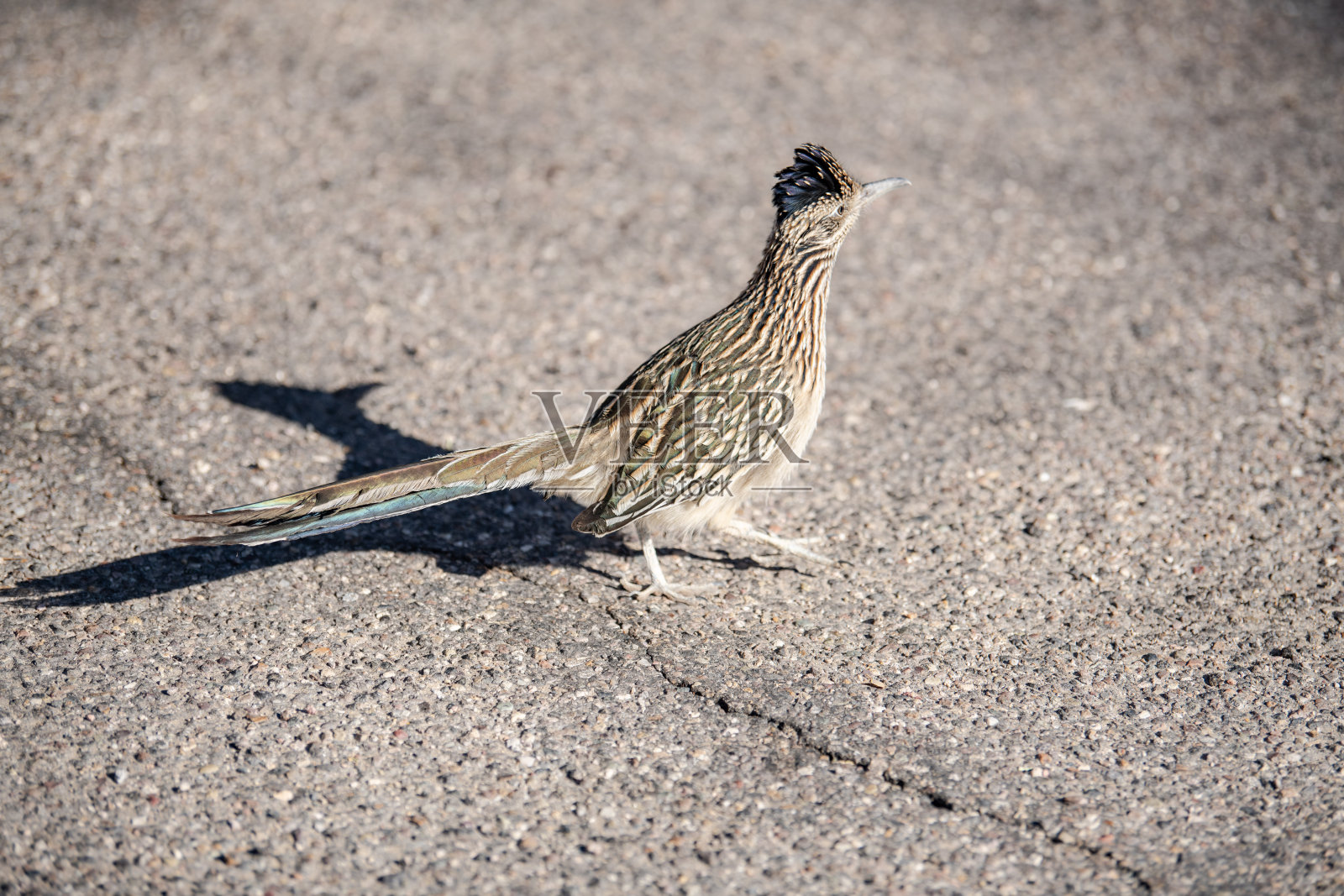 路跑照片摄影图片
