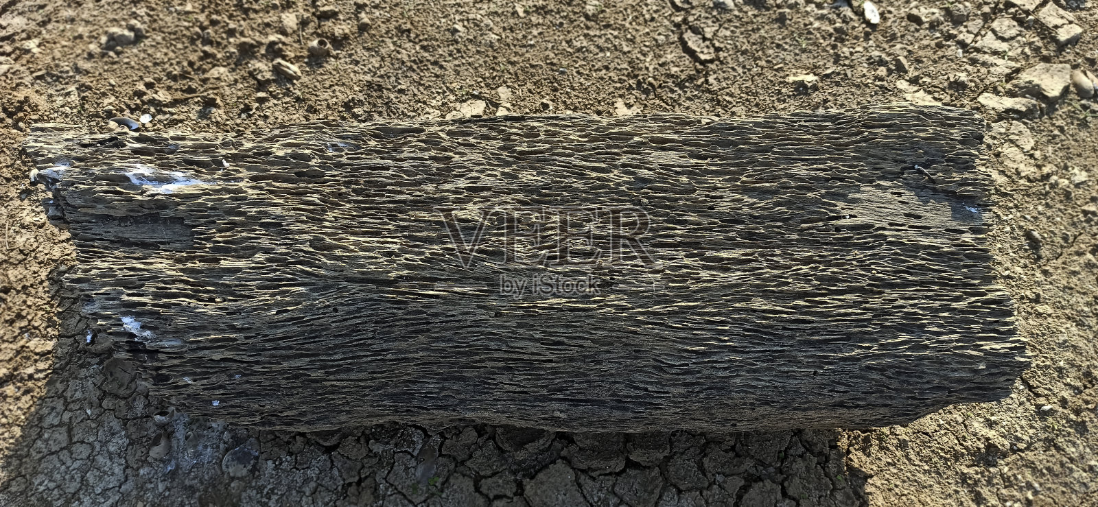 河边的朽木照片摄影图片