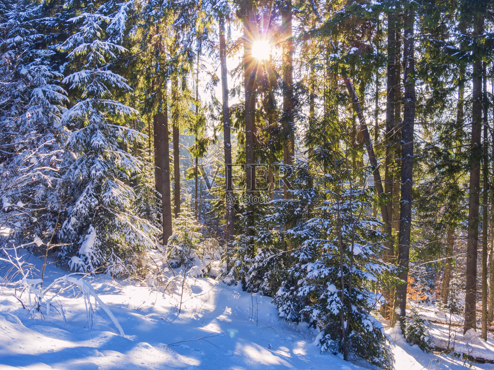 阳光明媚的冬天森林。神奇的冬季明信片照片摄影图片