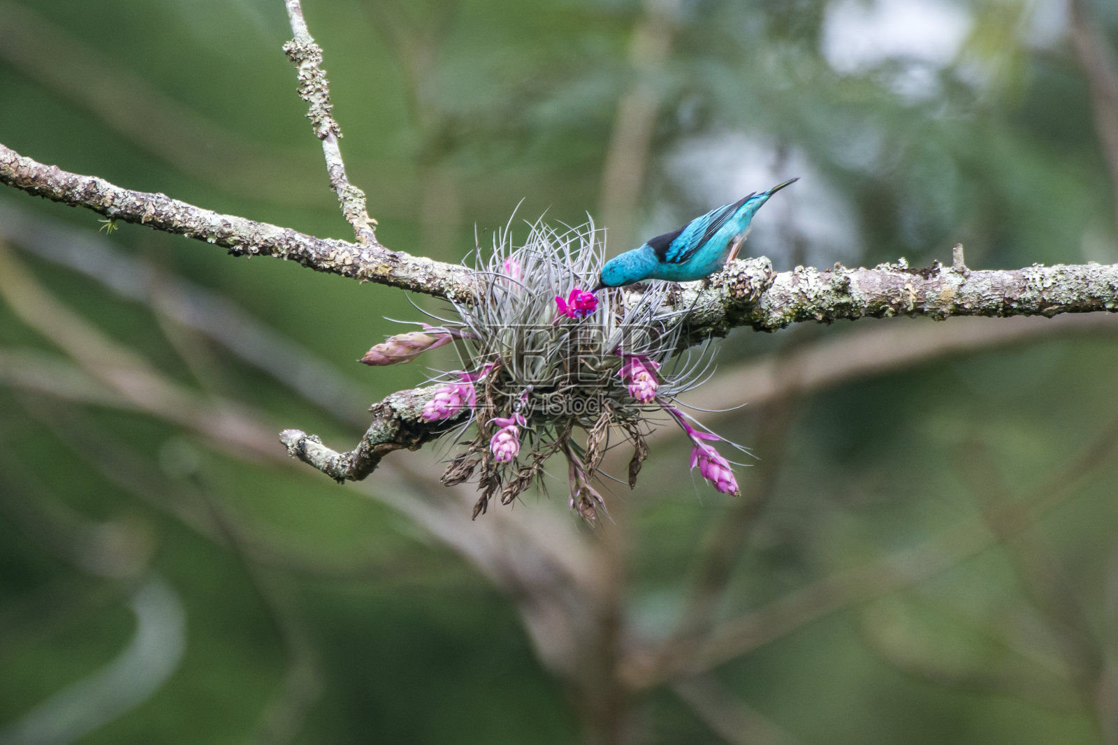 在圣埃斯皮里图的Cachoeiro de Itapemirim县的Burarama区拍摄的蓝色Dacnis。照片摄影图片