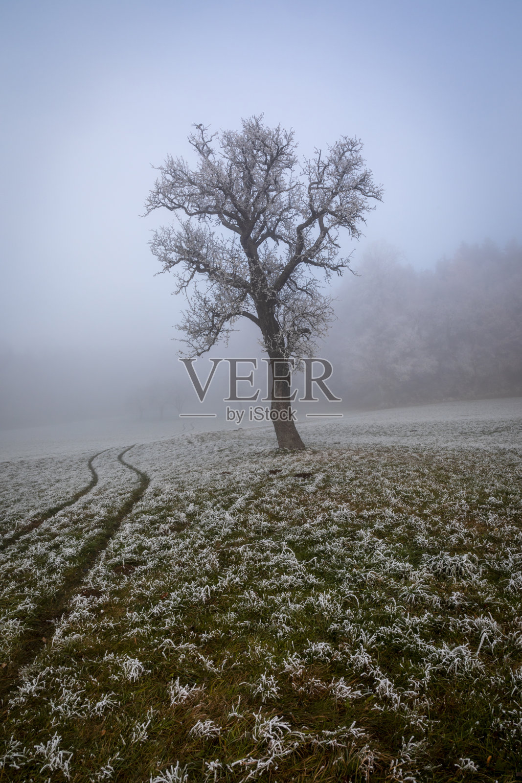 秋天,白霜照片摄影图片