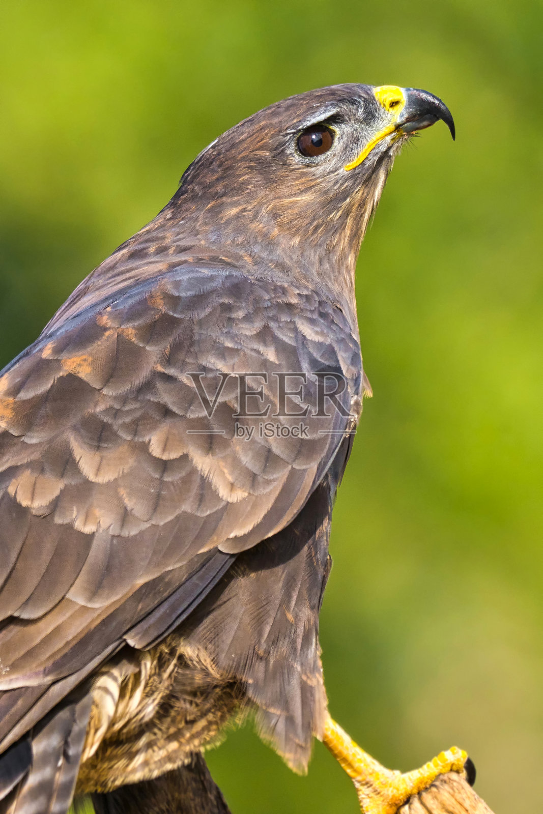 西班牙地中海森林的秃鹰照片摄影图片