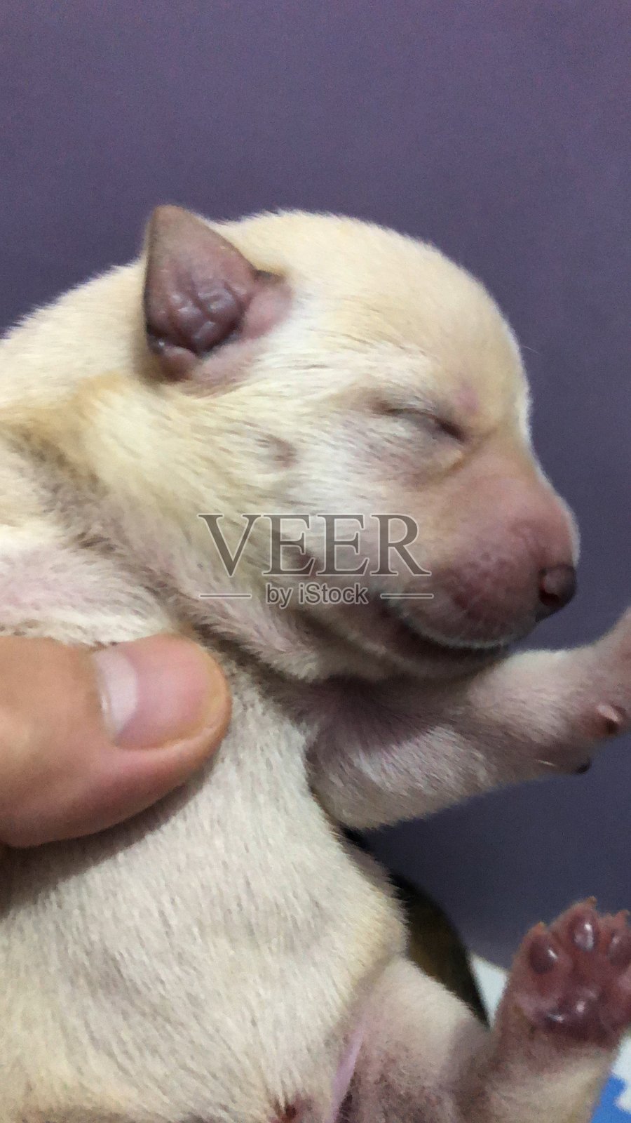 香港公主照片摄影图片