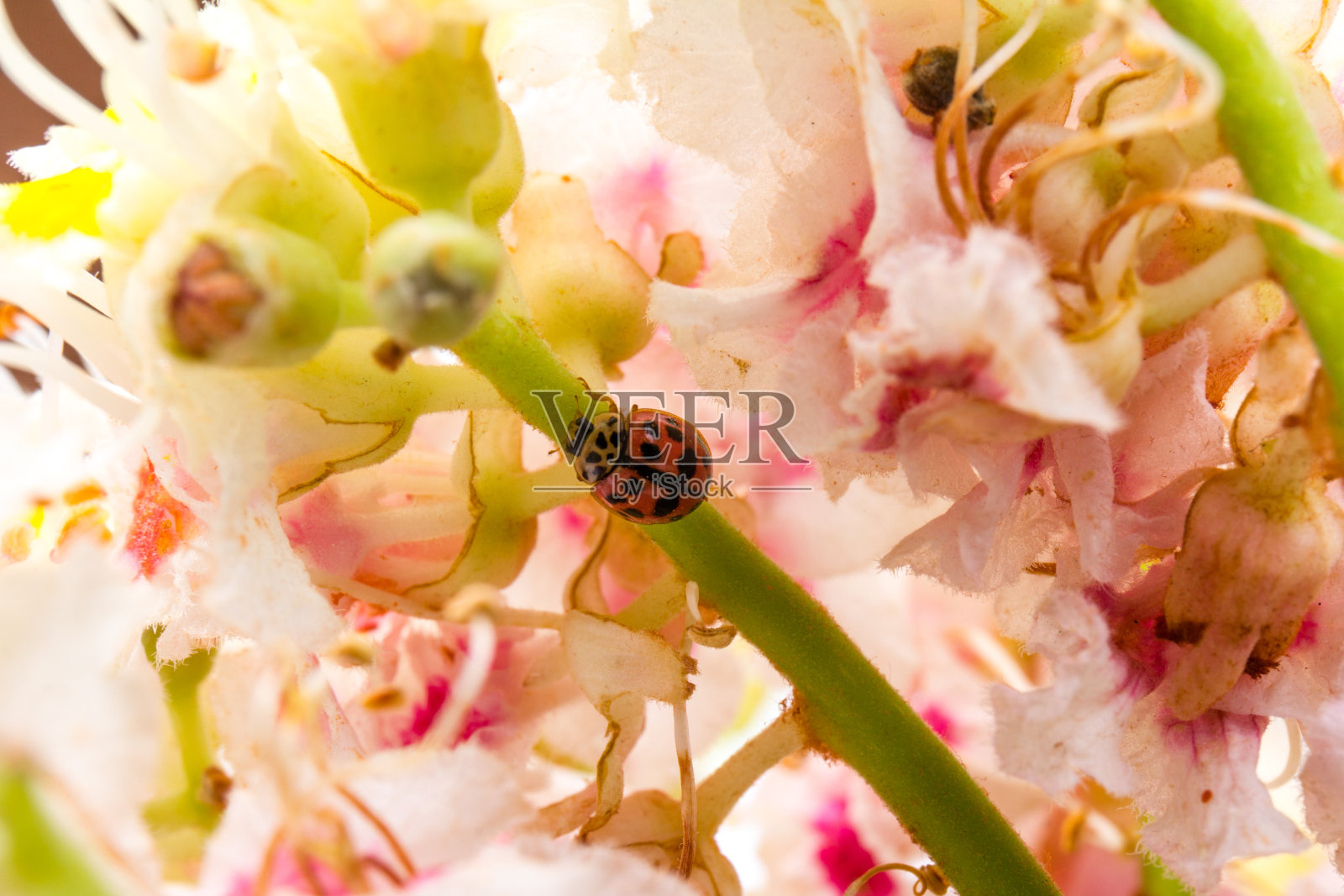 瓢虫在七叶树(七叶树,七叶树)。白色背景上的花和叶照片摄影图片